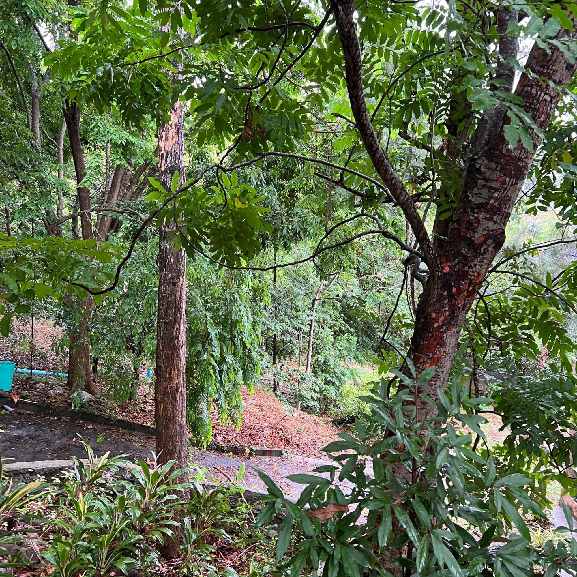 Kata Villa Merit Hill Bungalows Karon Eksteriør bilde